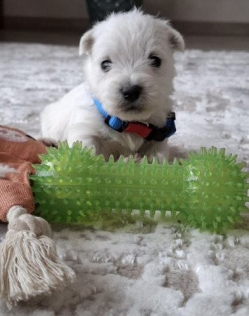 West Highland White Terrier