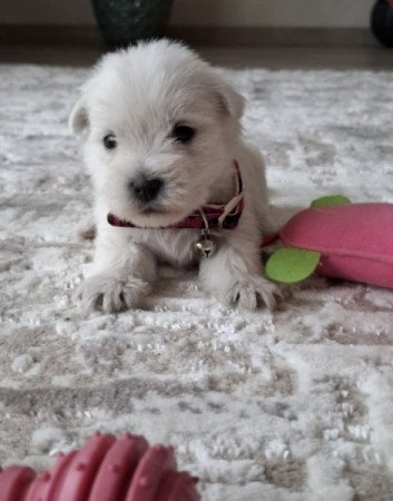 West Highland White Terrier