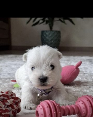 West Highland White Terrier