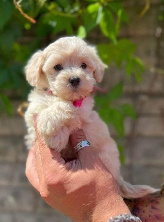 Máltai+uszkár=Maltipoo havanese bichon