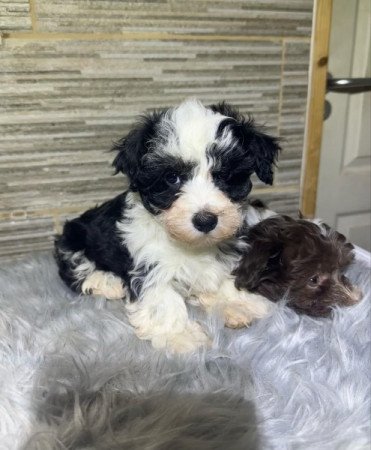 Bichon Havanese