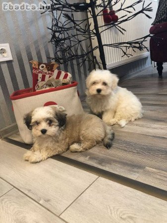 Bichon Havanese kisfiúk eladók