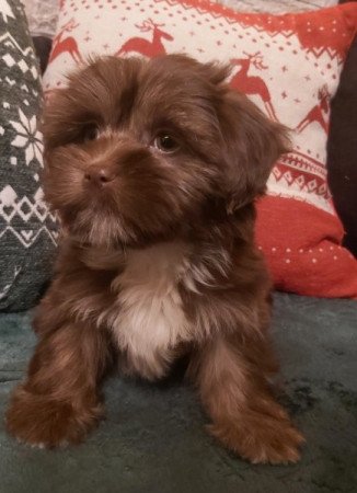 Bichon havanese