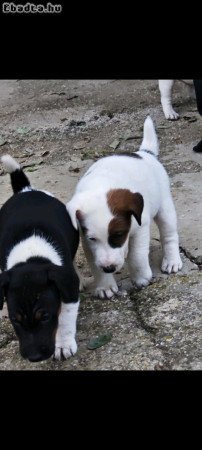 Eladó fajtatiszta foxterrier kiskutyák