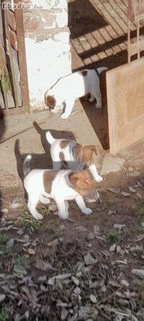 Eladó fajtatiszta foxterrier kiskutyák