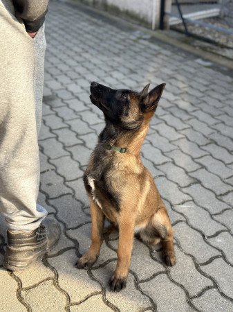 Malinois kölykök eladók