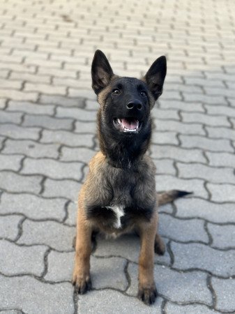 Malinois kölykök eladók