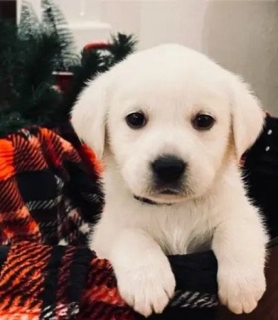 Labrador jellegü retriever