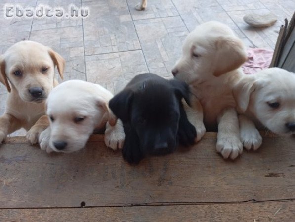 Labrador jellegű kan kiskutya