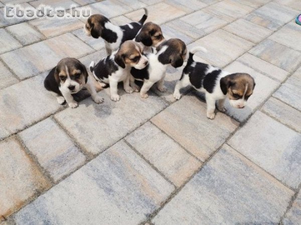 Beagle kiskutyák gazdisodnának