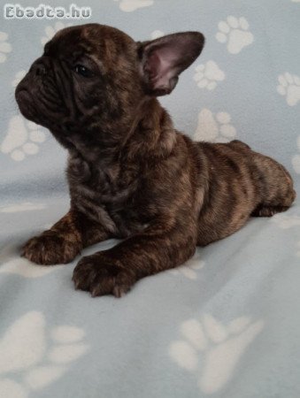 eladó francia bulldog brindle