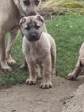 Kangal