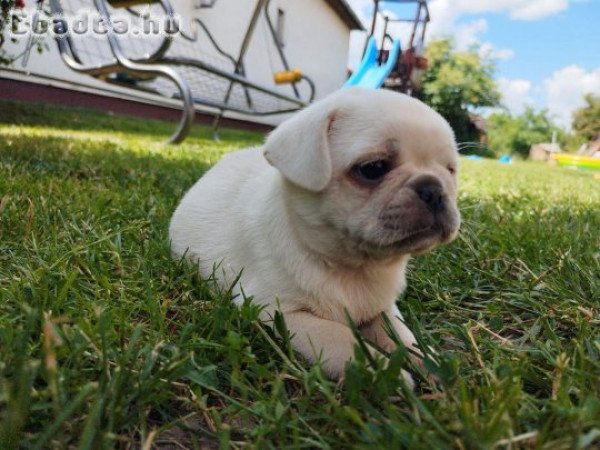 Mopsz kölyök kan eladó