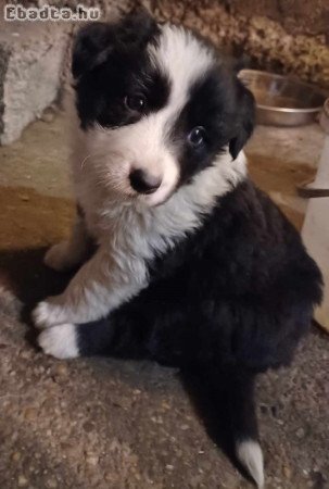 Border Collie gyerkőcök