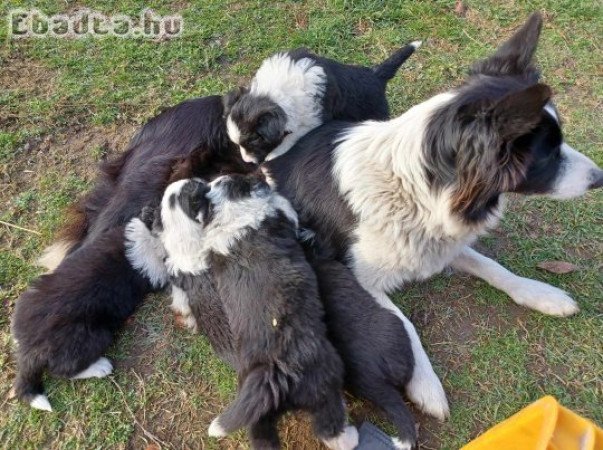 Border Collie gyerkőcök