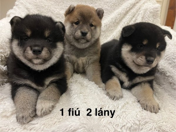 Shiba Inu