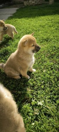 Shiba Inu