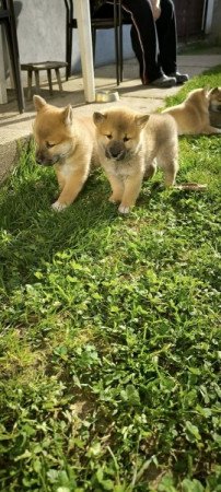 Shiba Inu