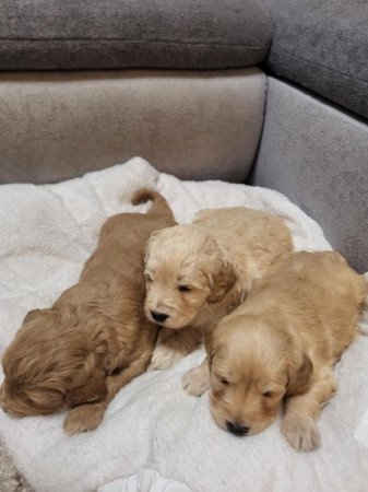 Goldendoodle retriever uszkár