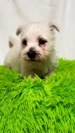 Westie White Terrier