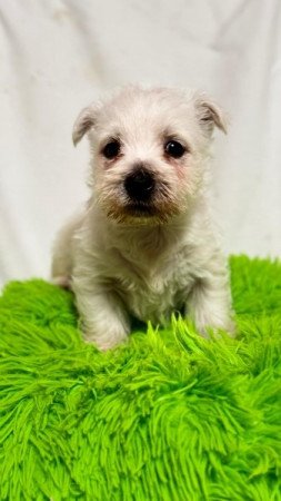 Westie White Terrier