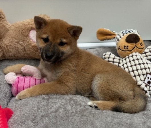 Shiba inu