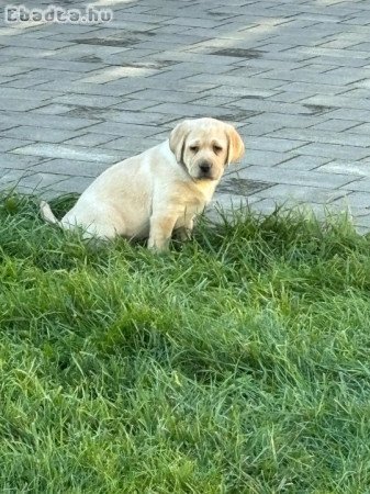 Labrador kiskutyák