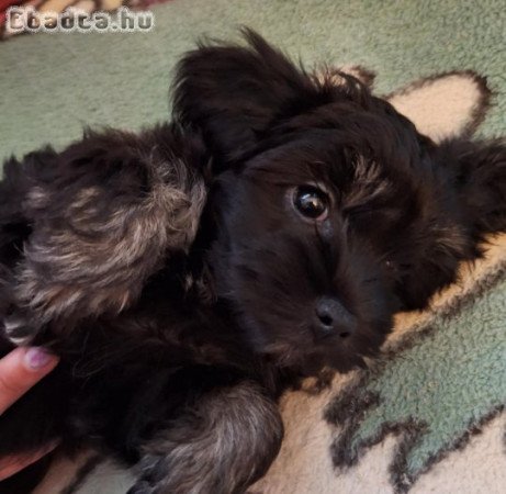 Bichon Havanese