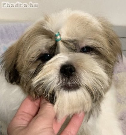 Shih Tzu fiú FCI