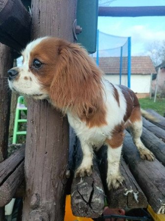 Cavalier king charles spániel