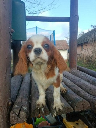 Cavalier king charles spániel