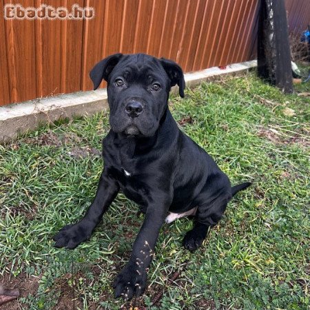 12 hetes Cane Corso kan kutyus gazdit keres