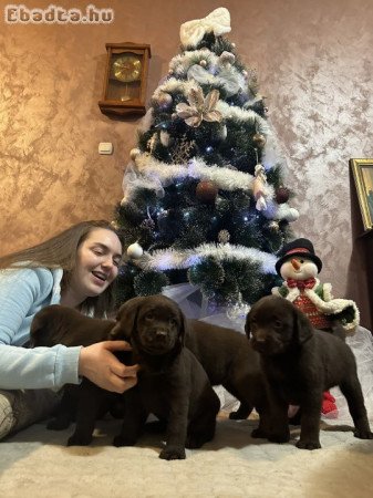 Chocolate and black Labrador Retriever puppies