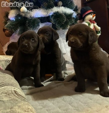 Chocolate and black Labrador Retriever puppies