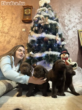 Chocolate and black Labrador Retriever puppies