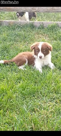 Border collie kiskutyák