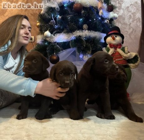 Chocolate and black Labrador Retriever puppies