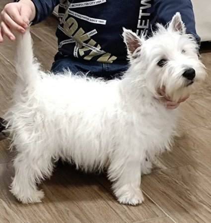 West highland white terrier