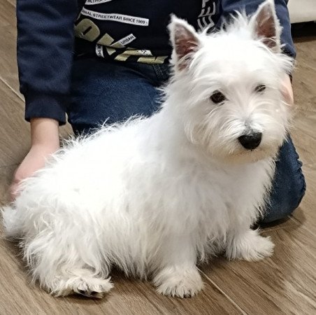 West highland white terrier