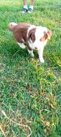 Border collie kiskutyák