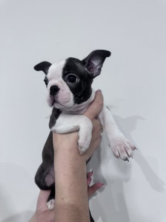 Eladó Boston Terrier kölykök