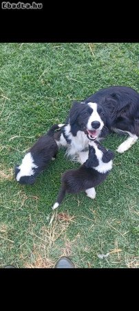 Border collie kiskutyák