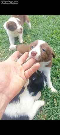 Border collie kiskutyák