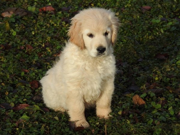 Golden Retriever