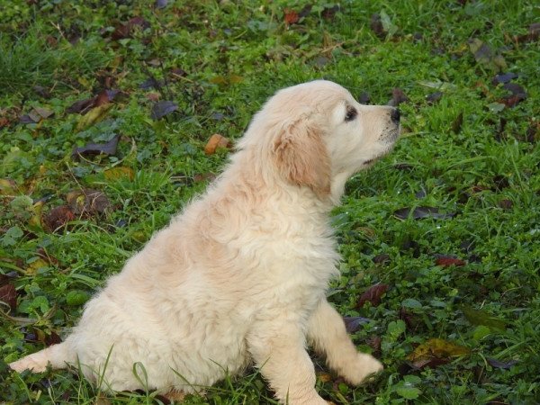 Golden Retriever