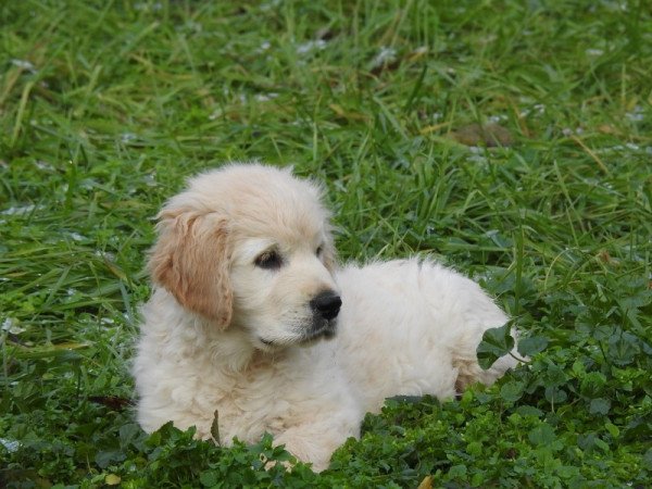 Golden Retriever