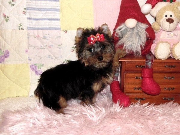 Yorkshire Terrier, Yorki