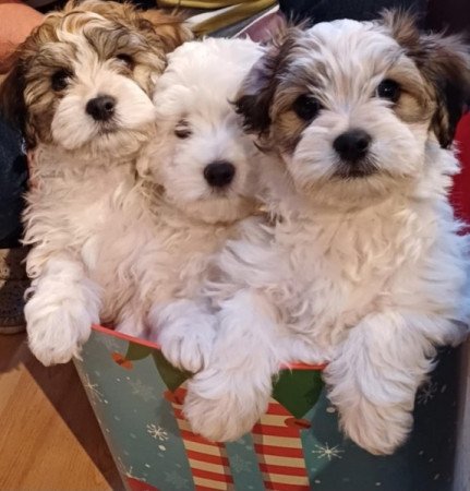 Havanese