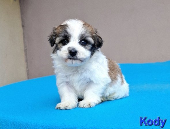 Bichon havanese