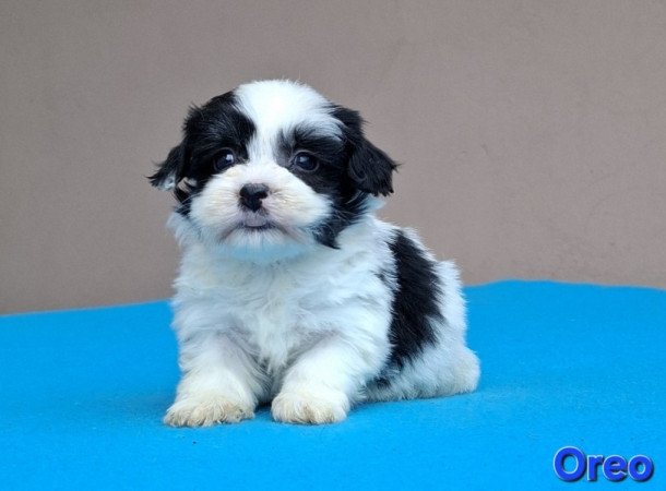 Bichon havanese